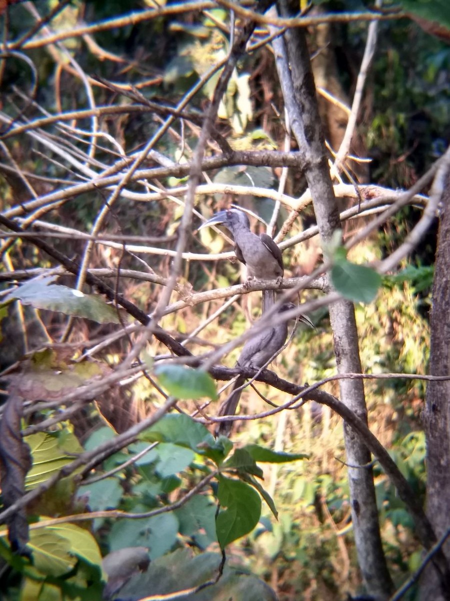 Indian Gray Hornbill - ML86241611