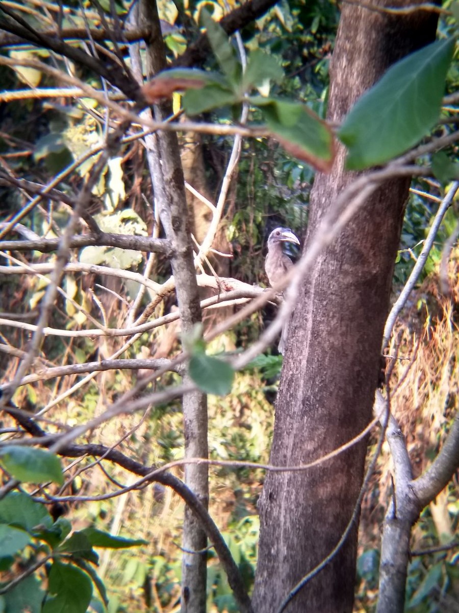 Indian Gray Hornbill - ML86241721