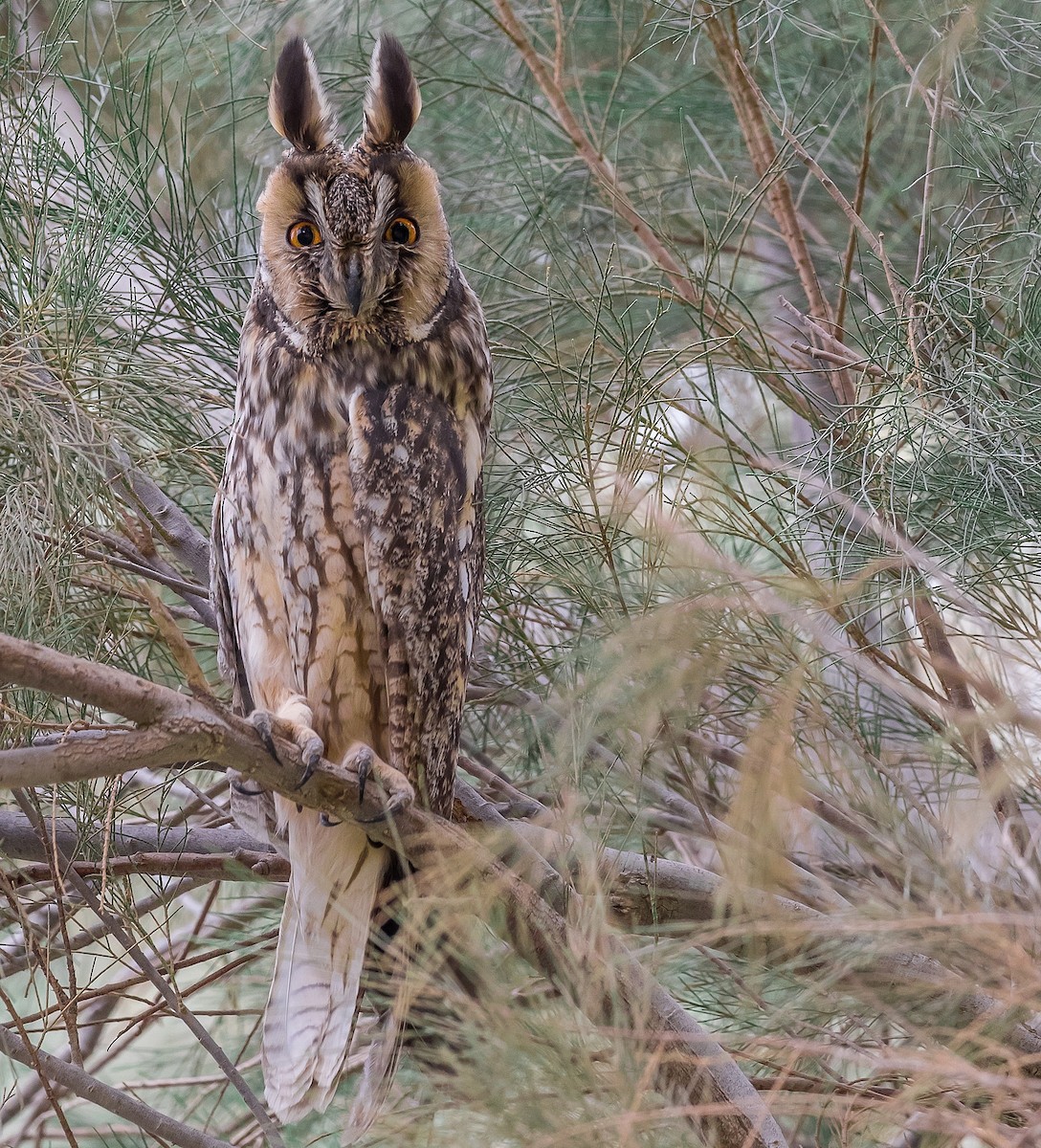 Long-eared Owl - ML86241751