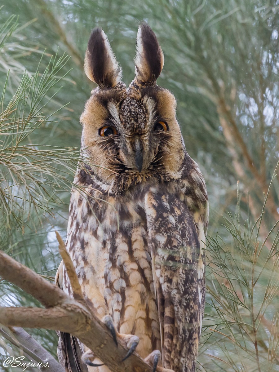 Long-eared Owl - ML86241811