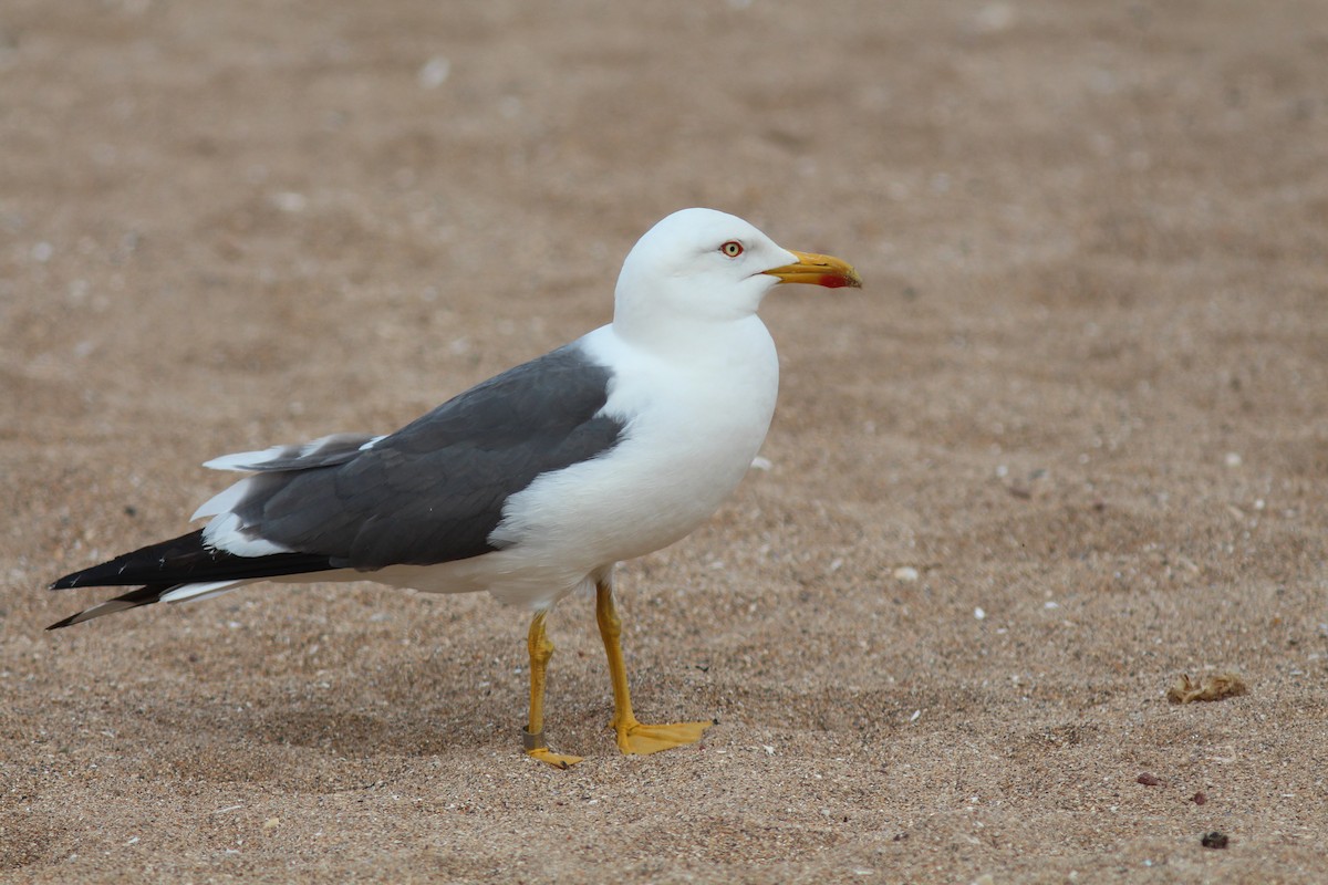 Lesser Black-backed Gull (graellsii) - John Drummond