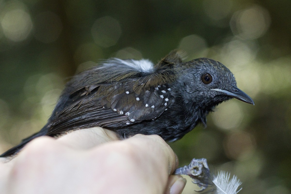 Black-throated Antbird - Gordon Dimmig