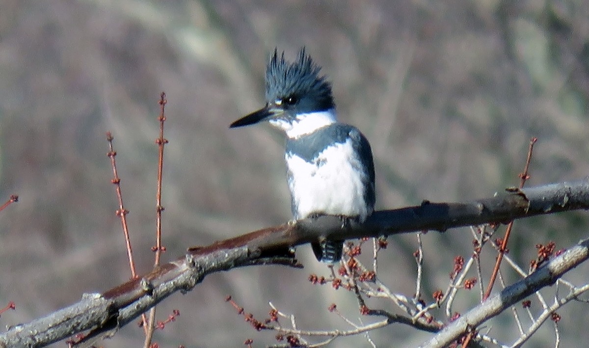 Belted Kingfisher - Toby Hardwick