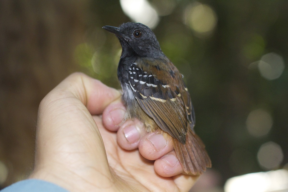 Chestnut-tailed Antbird - Gordon Dimmig