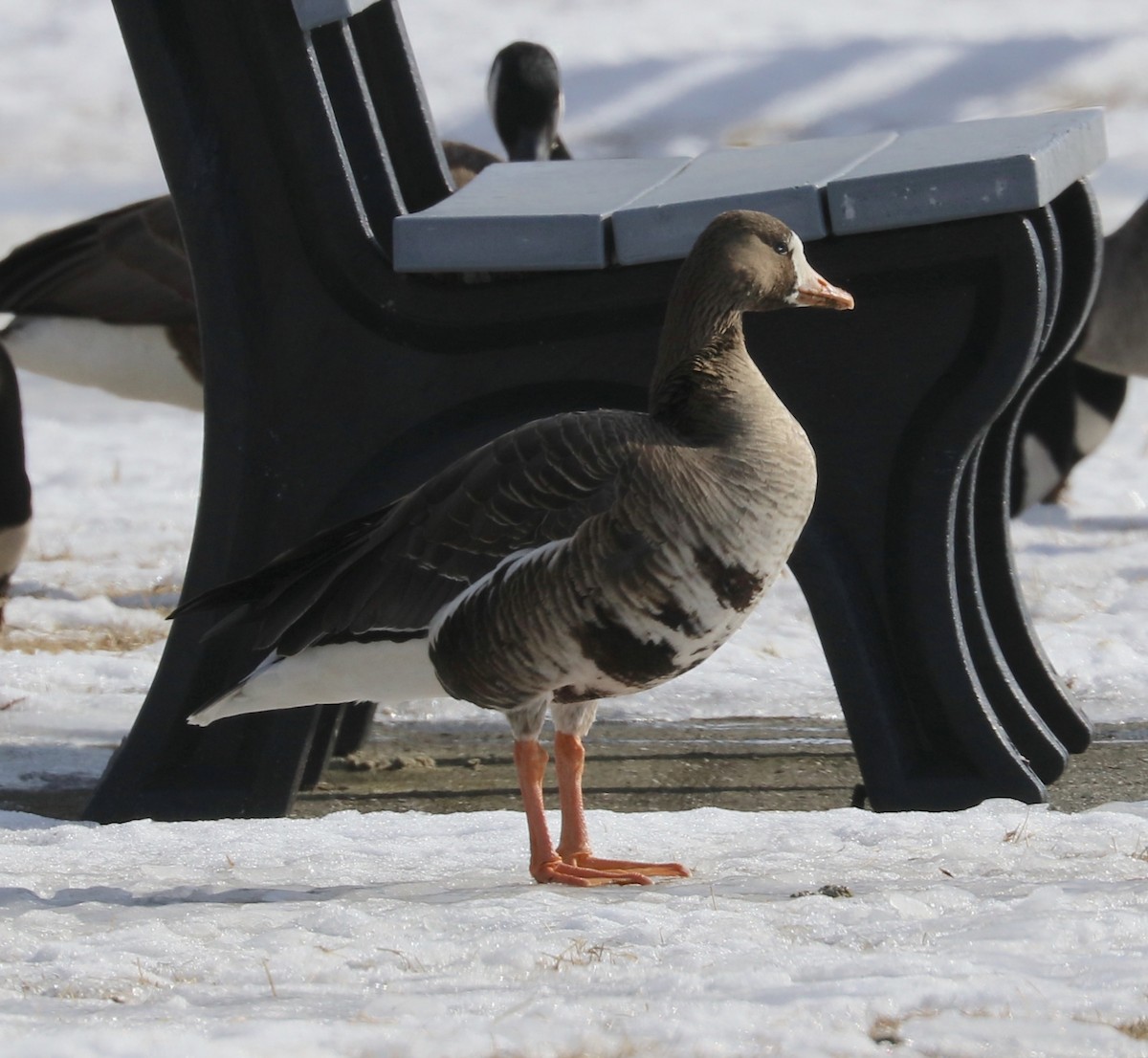 Greater White-fronted Goose - Elizabeth Curley