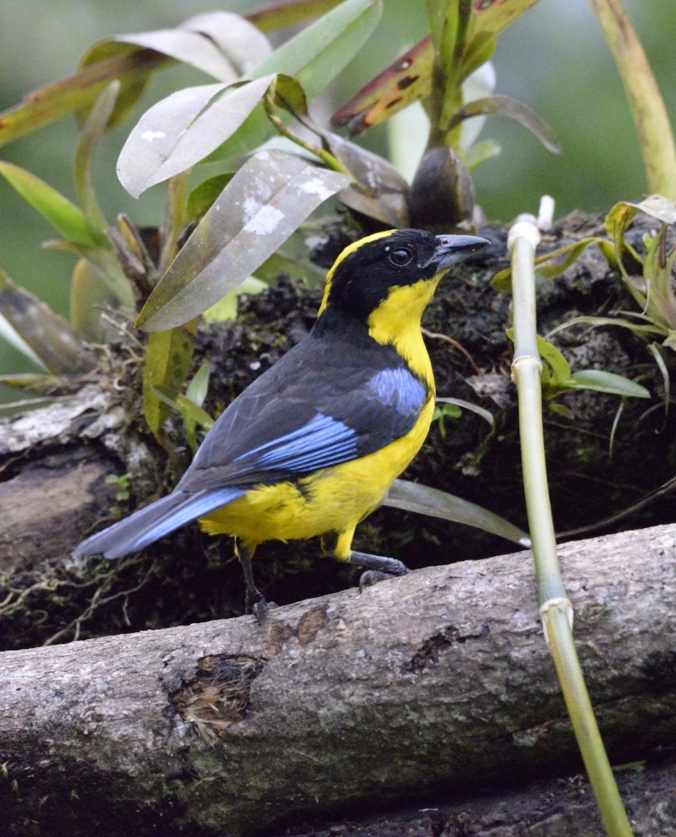 Blue-winged Mountain Tanager - ML86251601