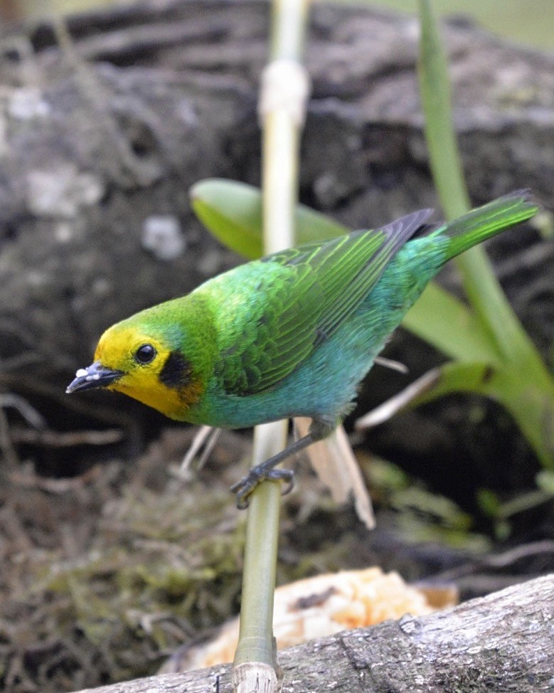 Multicolored Tanager - ML86251881
