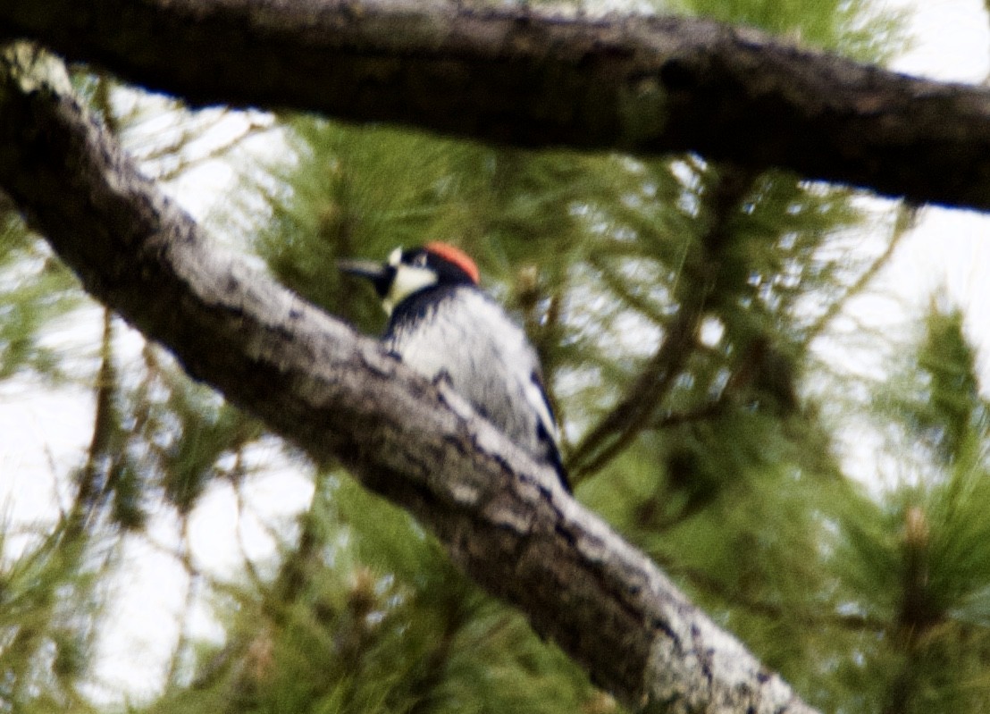 Acorn Woodpecker - ML86253051