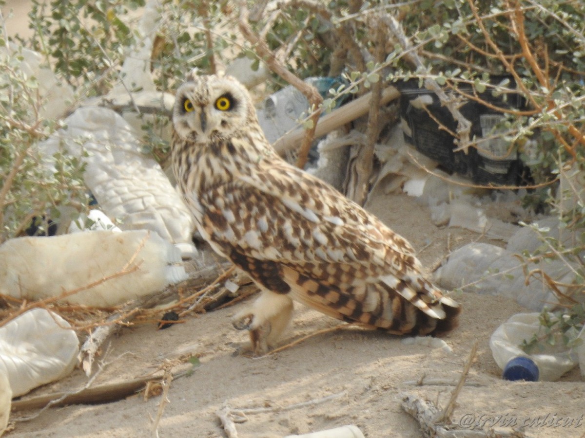 Short-eared Owl - Irvin Calicut