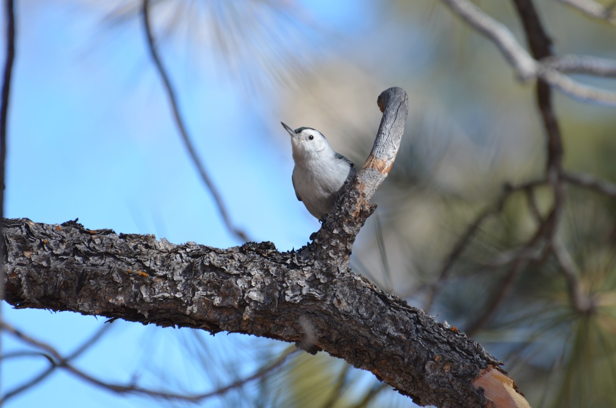 White-breasted Nuthatch (Interior West) - Tristan Herwood