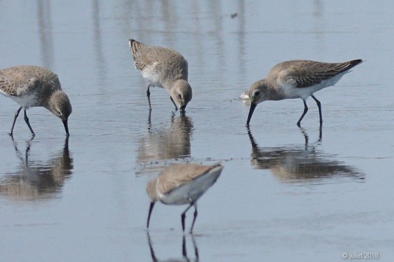 Dunlin - Julie Tremblay (Pointe-Claire)