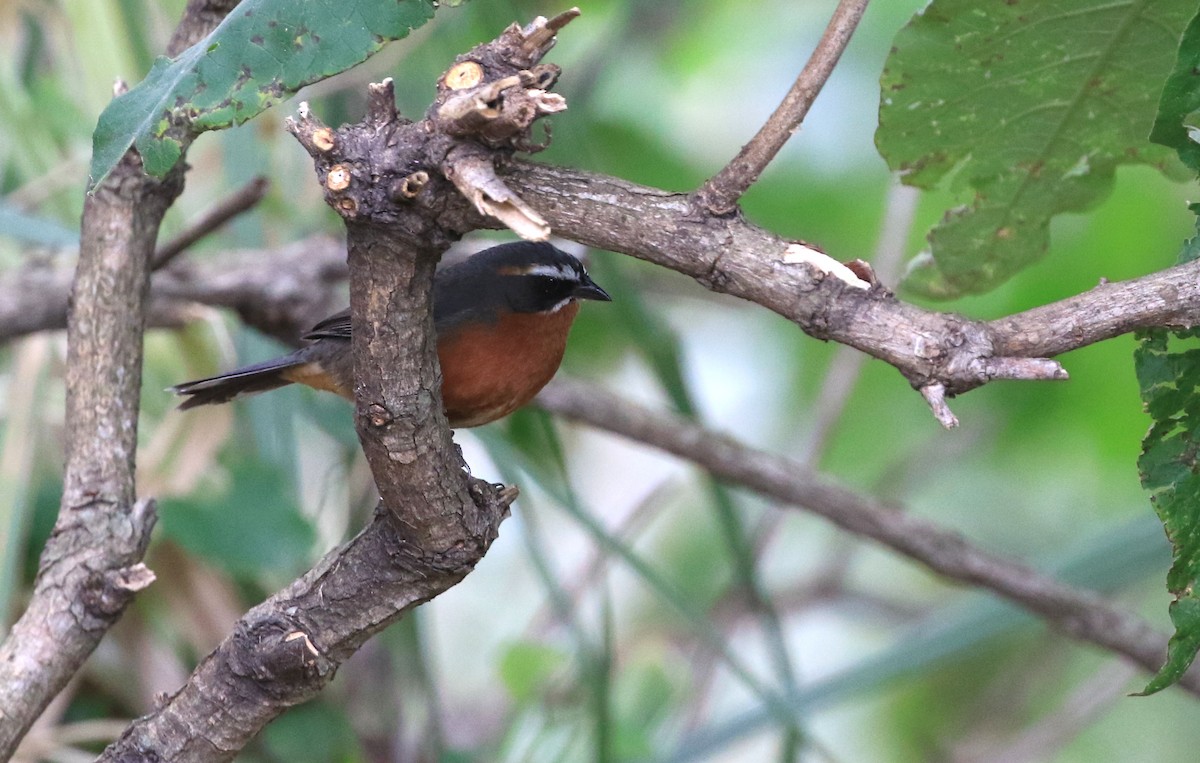 Black-and-rufous Warbling Finch - ML86261411