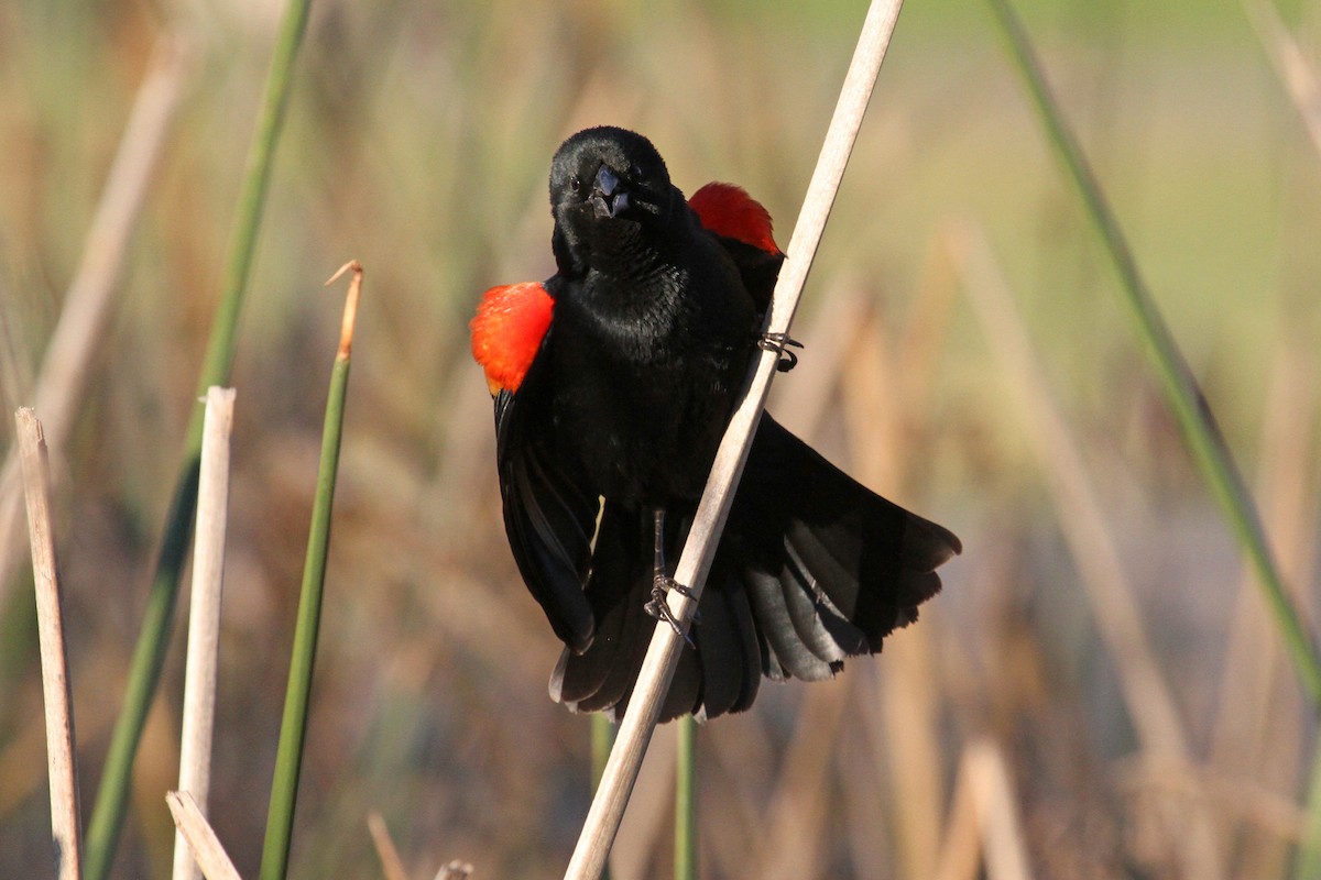 Red-winged Blackbird - ML86262391