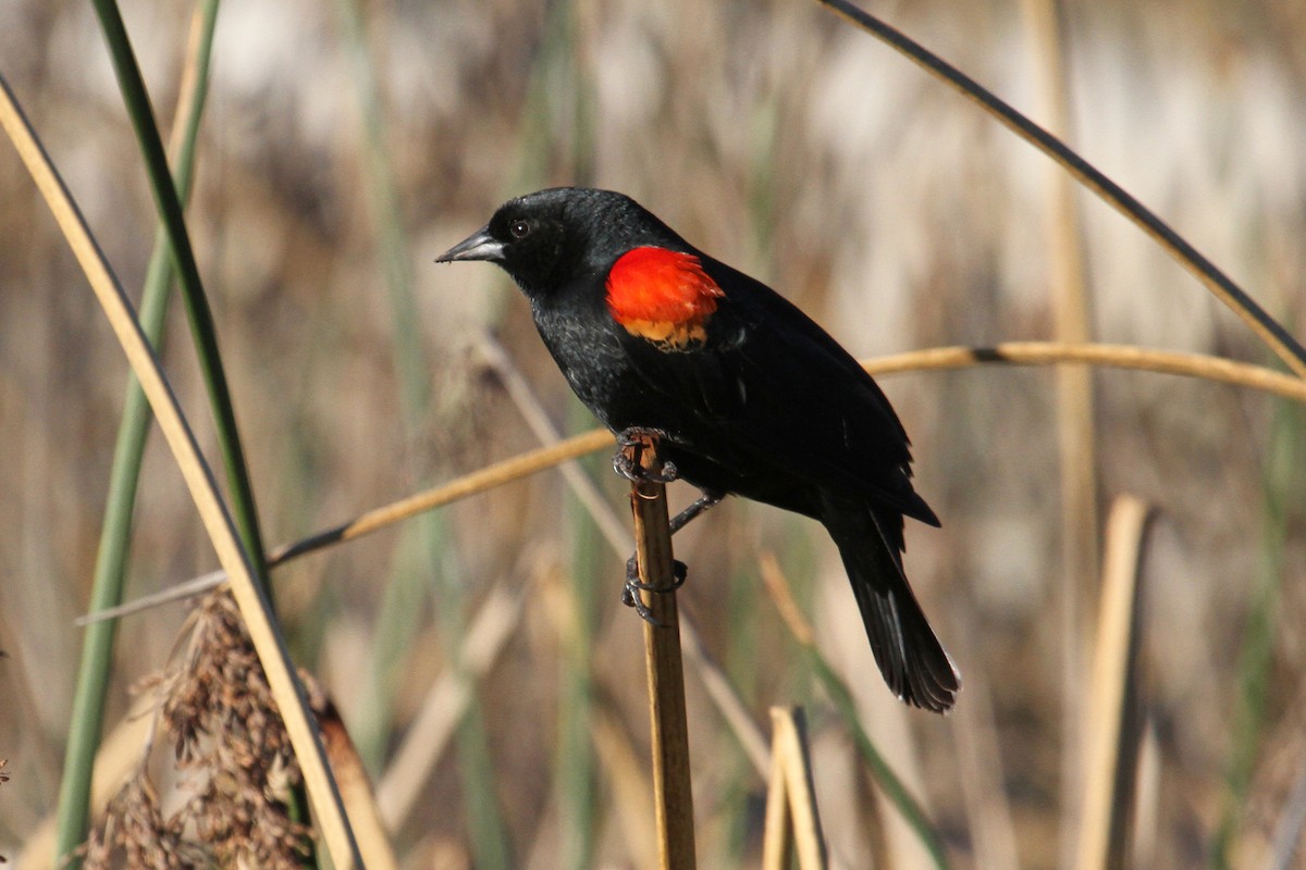 Red-winged Blackbird - ML86262431