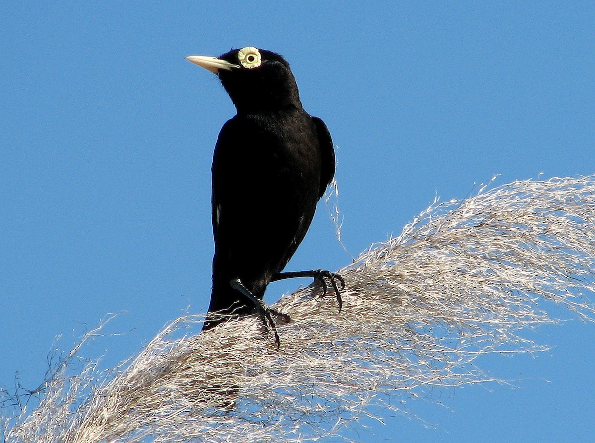 Spectacled Tyrant - ML86262691