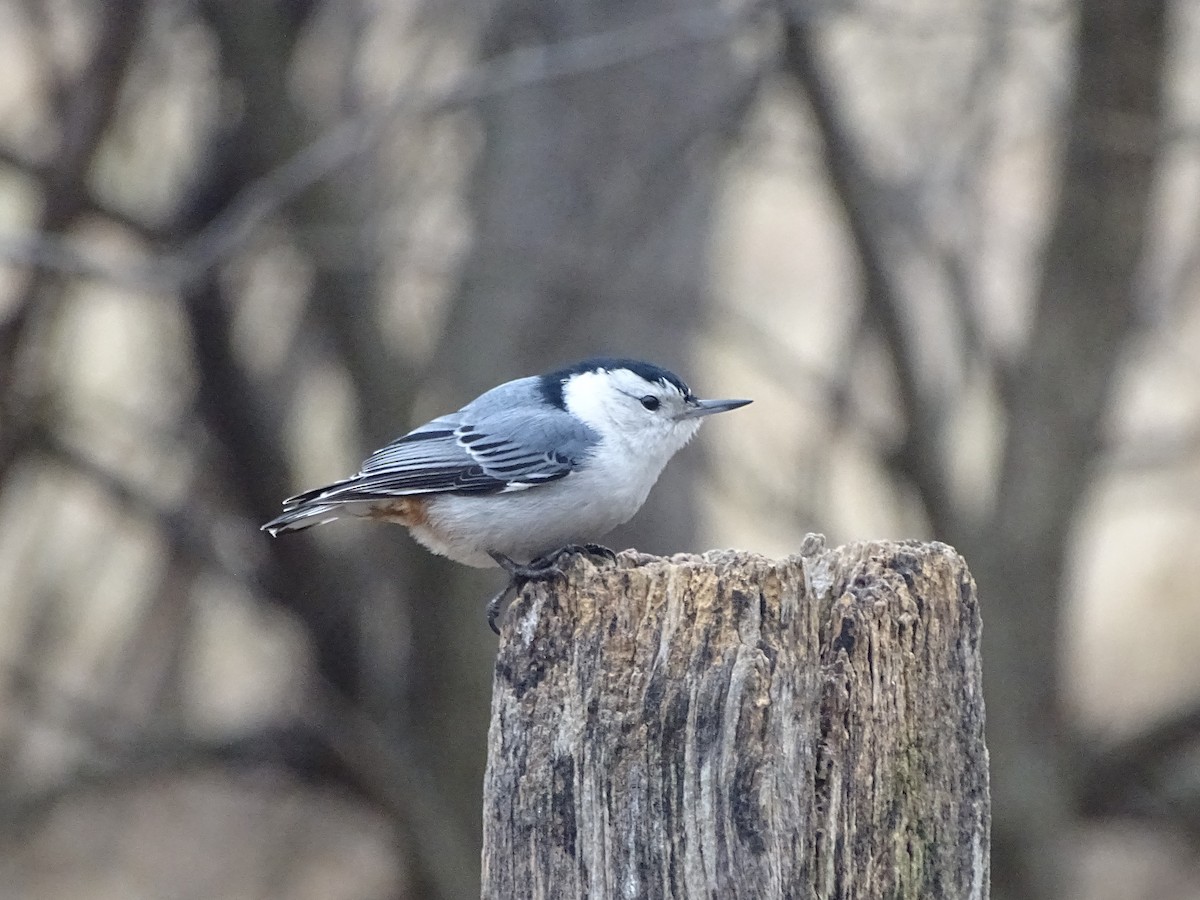 White-breasted Nuthatch - ML86263751