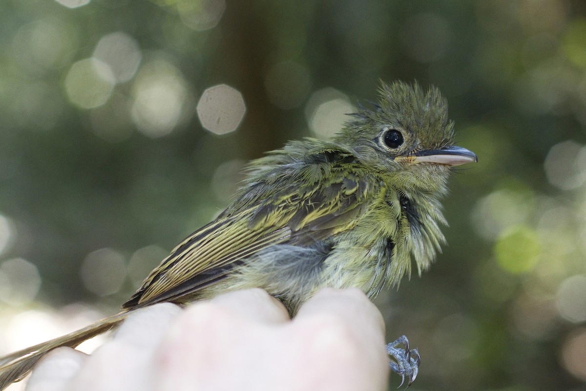 Western Olivaceous Flatbill - ML86264891