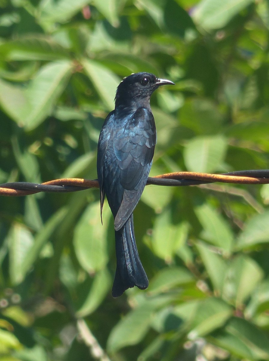 Square-tailed Drongo-Cuckoo - ML86268951