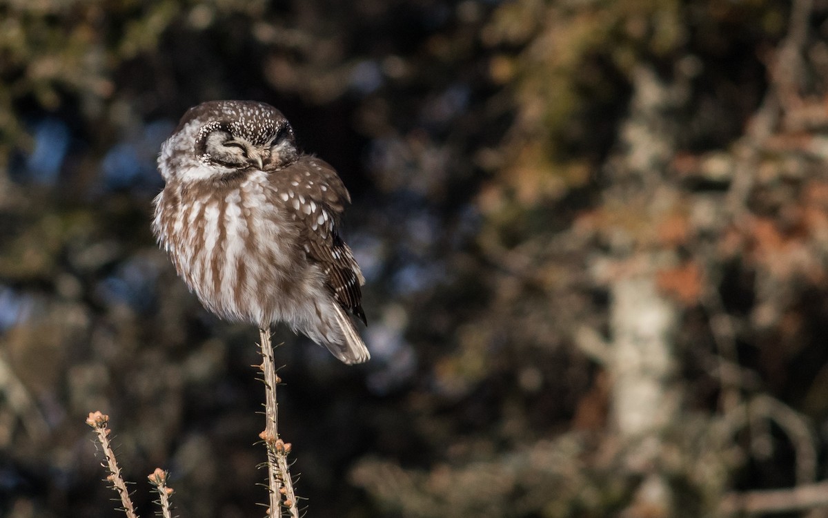 Boreal Owl - Tom Reed