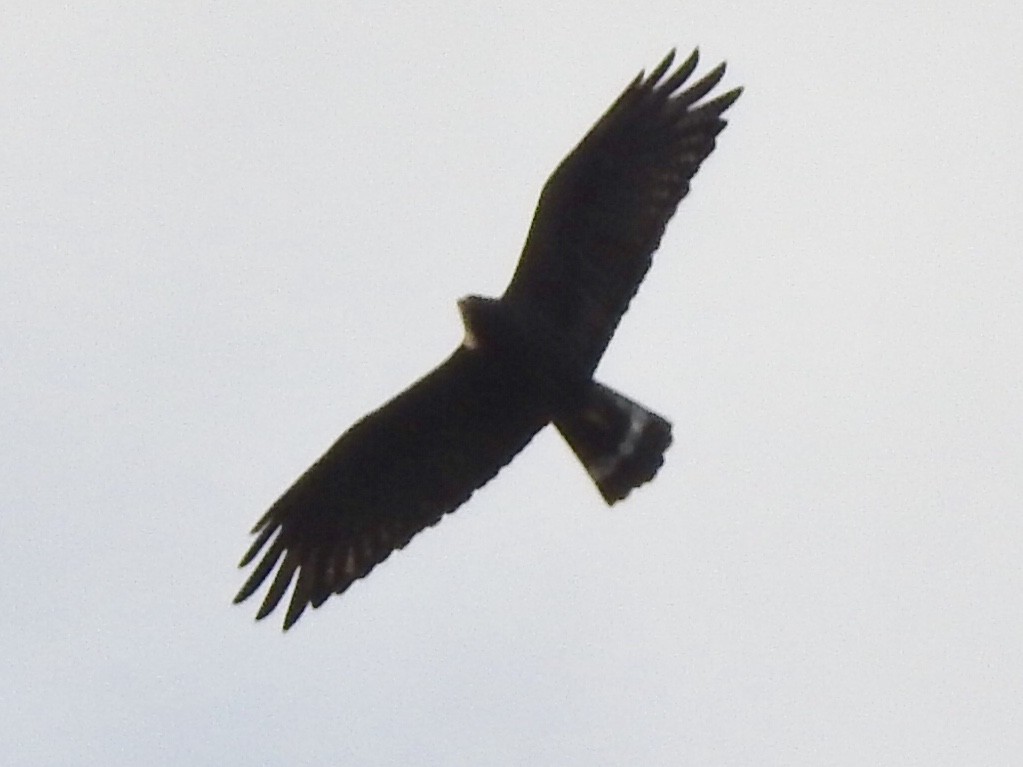 Zone-tailed Hawk - Dan Stoker