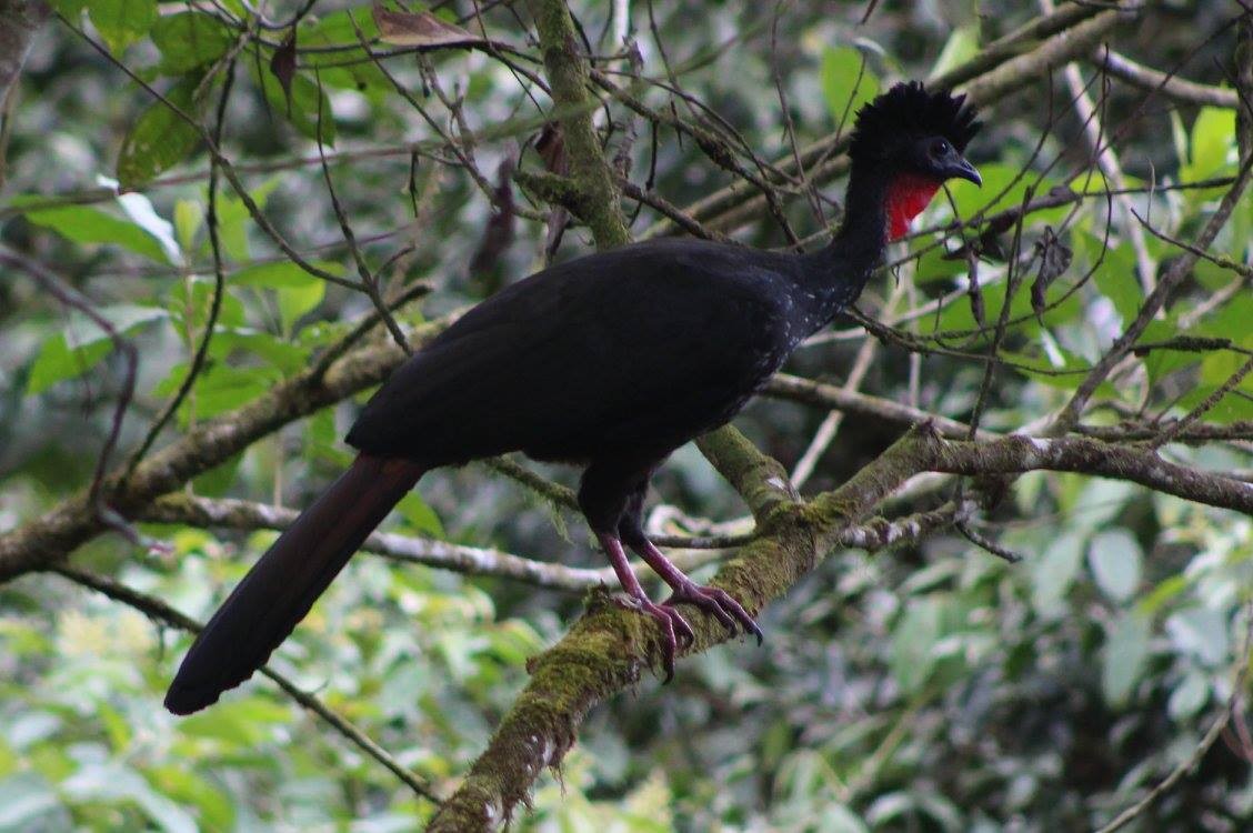 Crested Guan - ML86278881