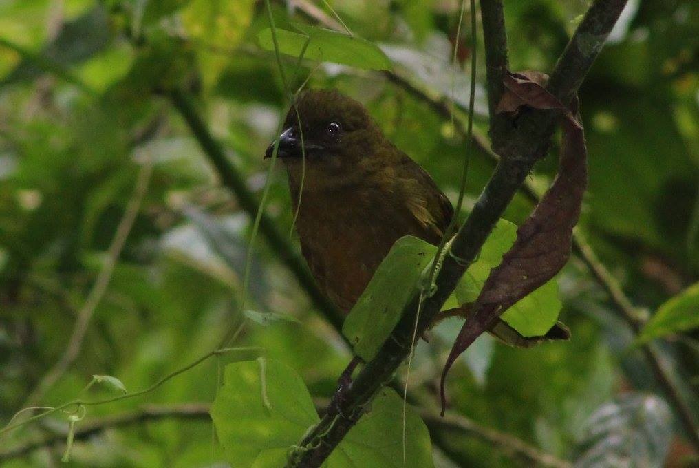 Ochre-breasted Tanager - ML86279471