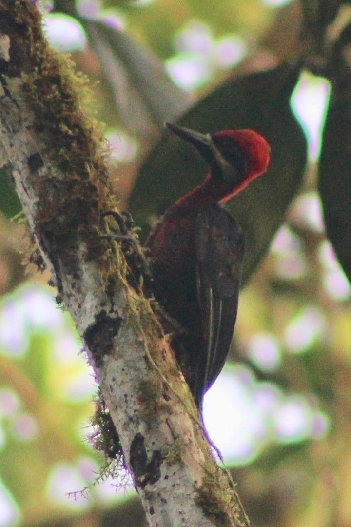 Crimson-bellied Woodpecker - ML86280291