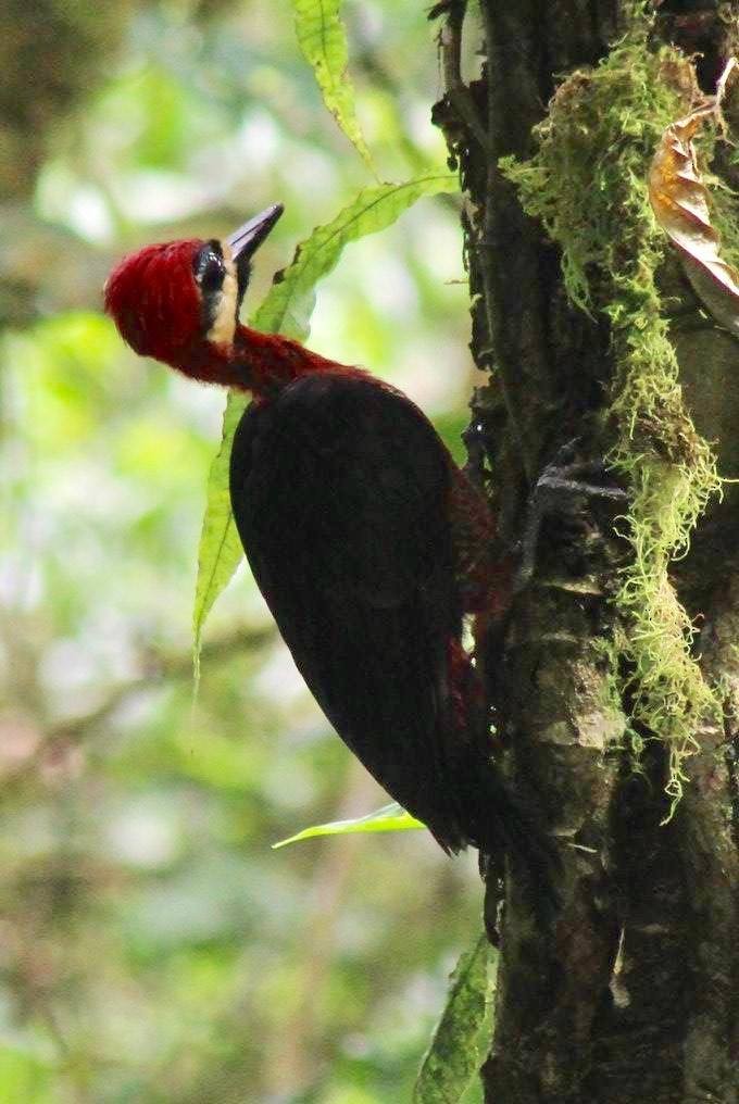 Crimson-bellied Woodpecker - David Weaver