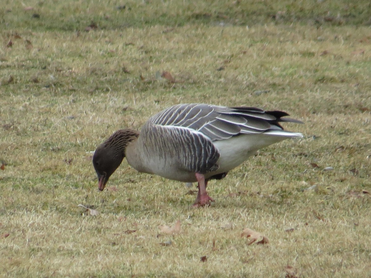 Pink-footed Goose - ML86283511