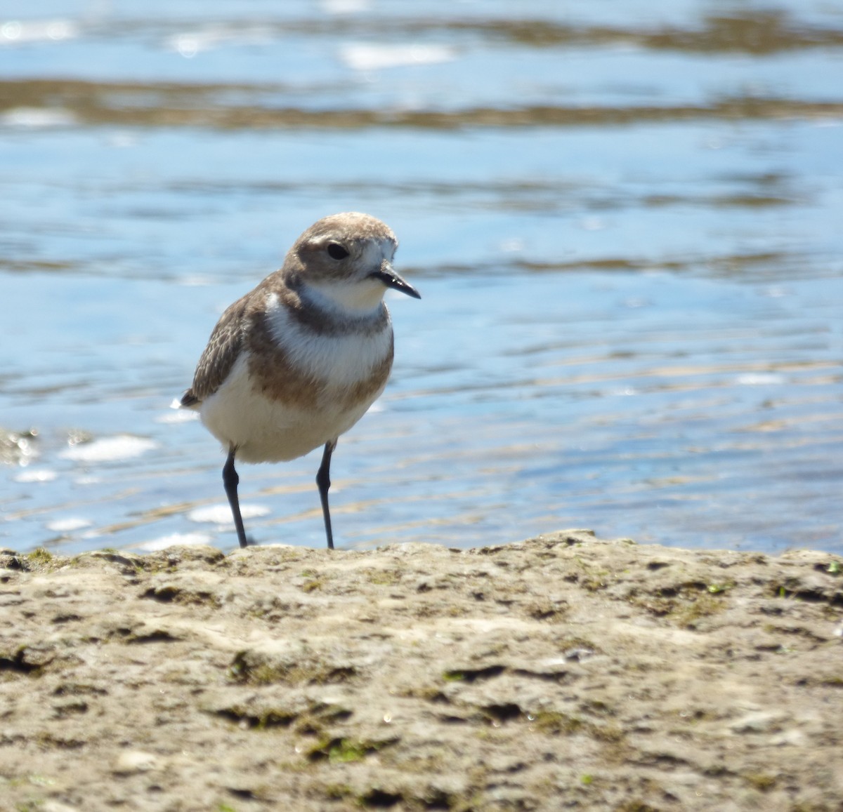 Two-banded Plover - ML86283801