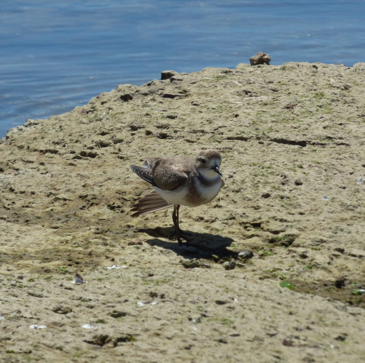 Two-banded Plover - ML86283921