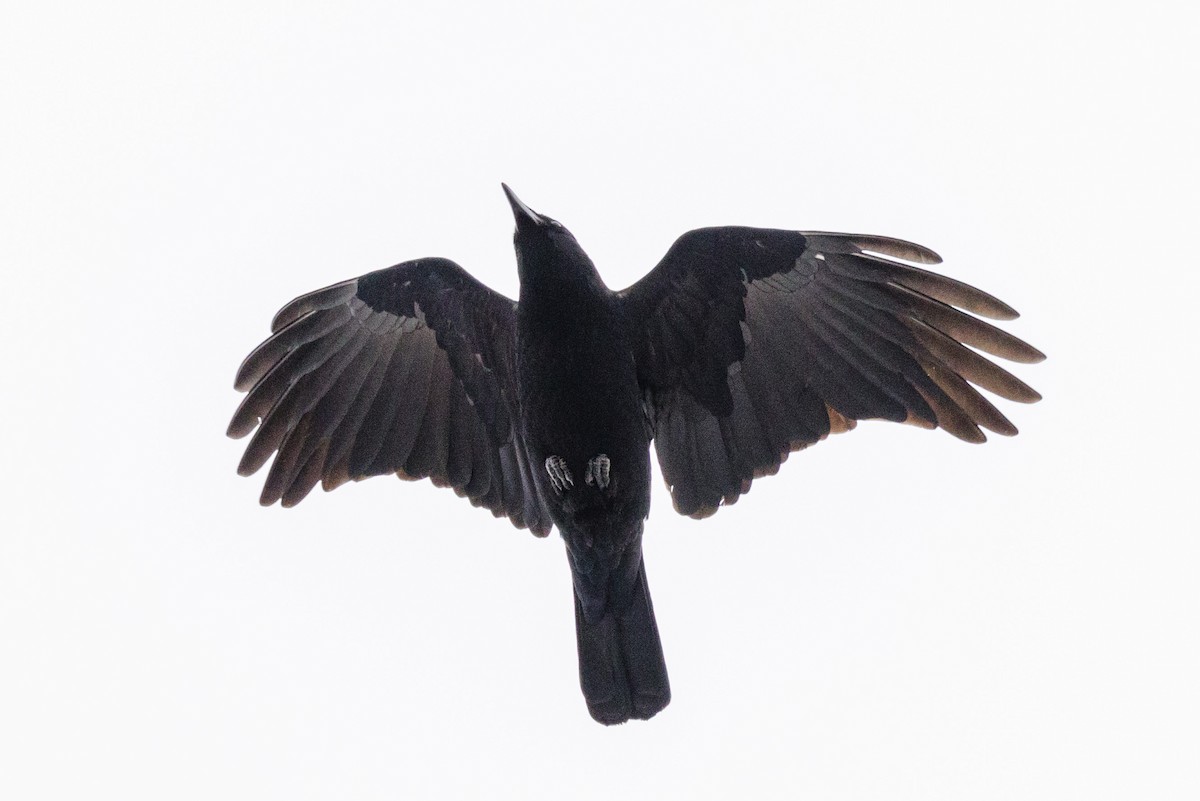American Crow - Kenny Younger