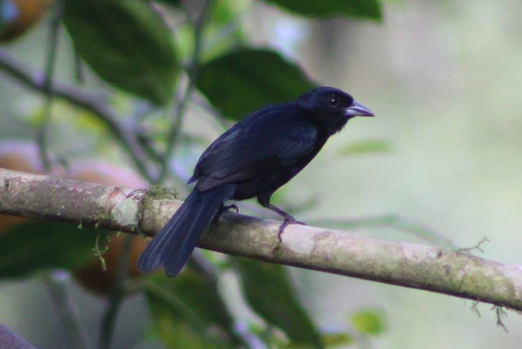 White-lined Tanager - David Weaver
