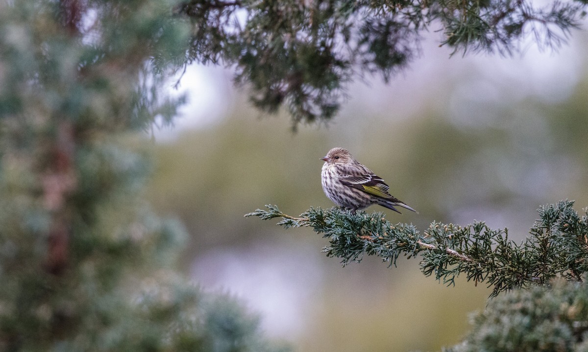 Pine Siskin - Kenny Younger