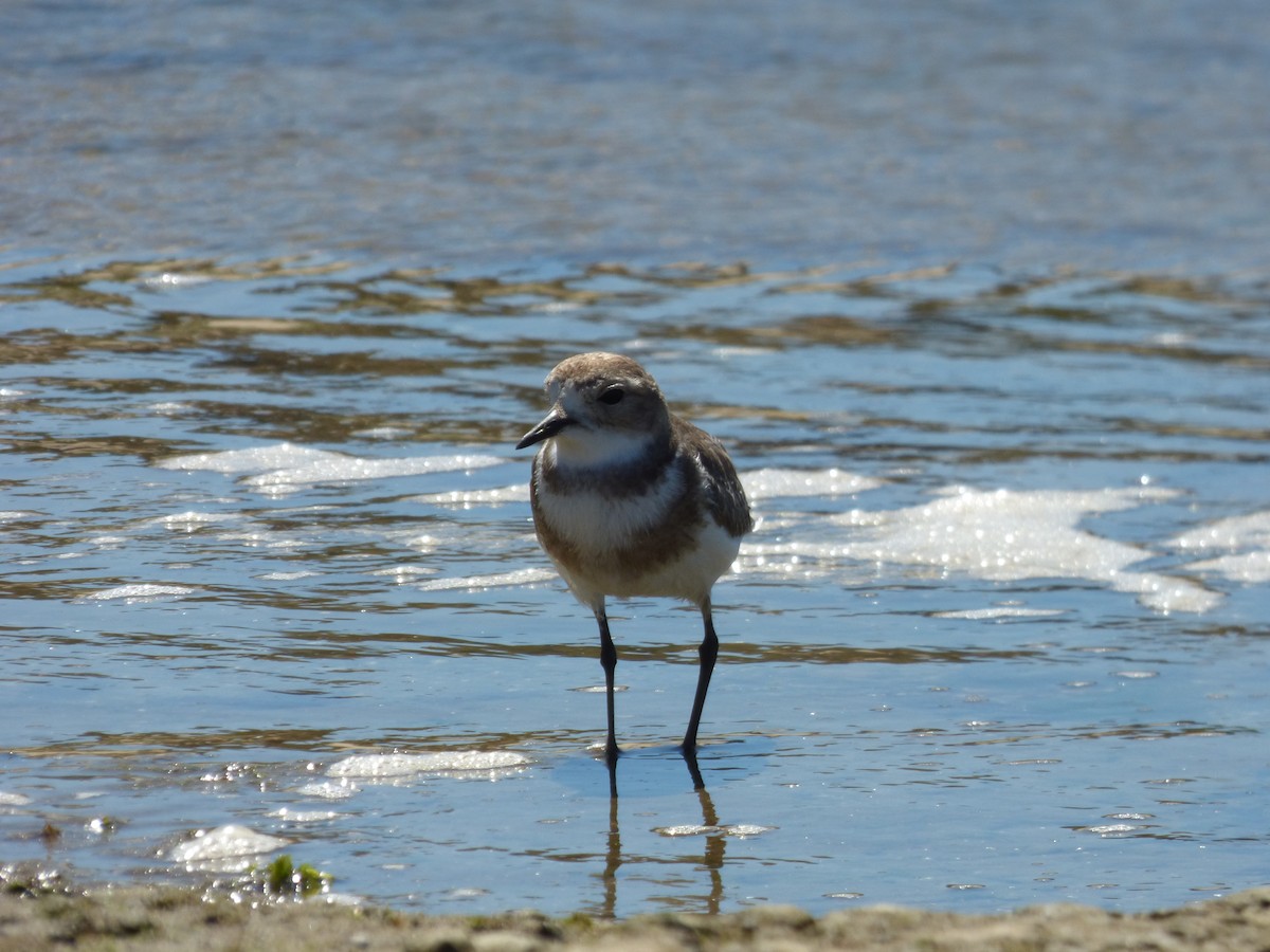 Two-banded Plover - ML86285031