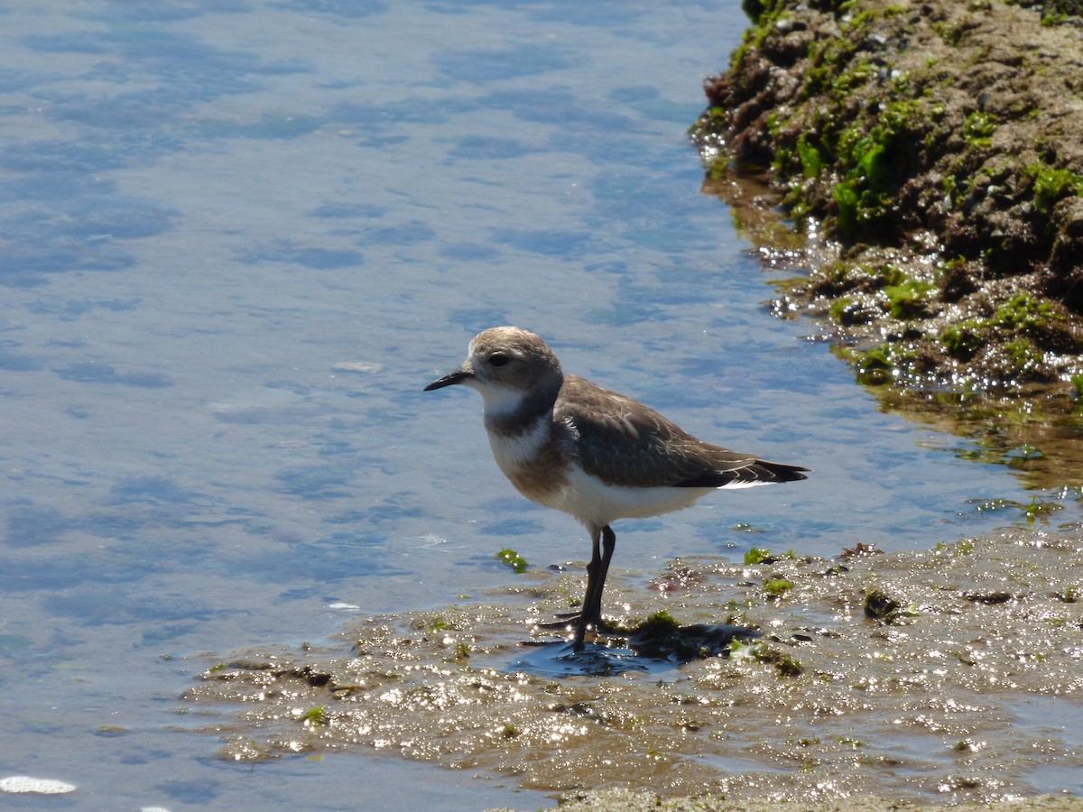 Two-banded Plover - ML86285081