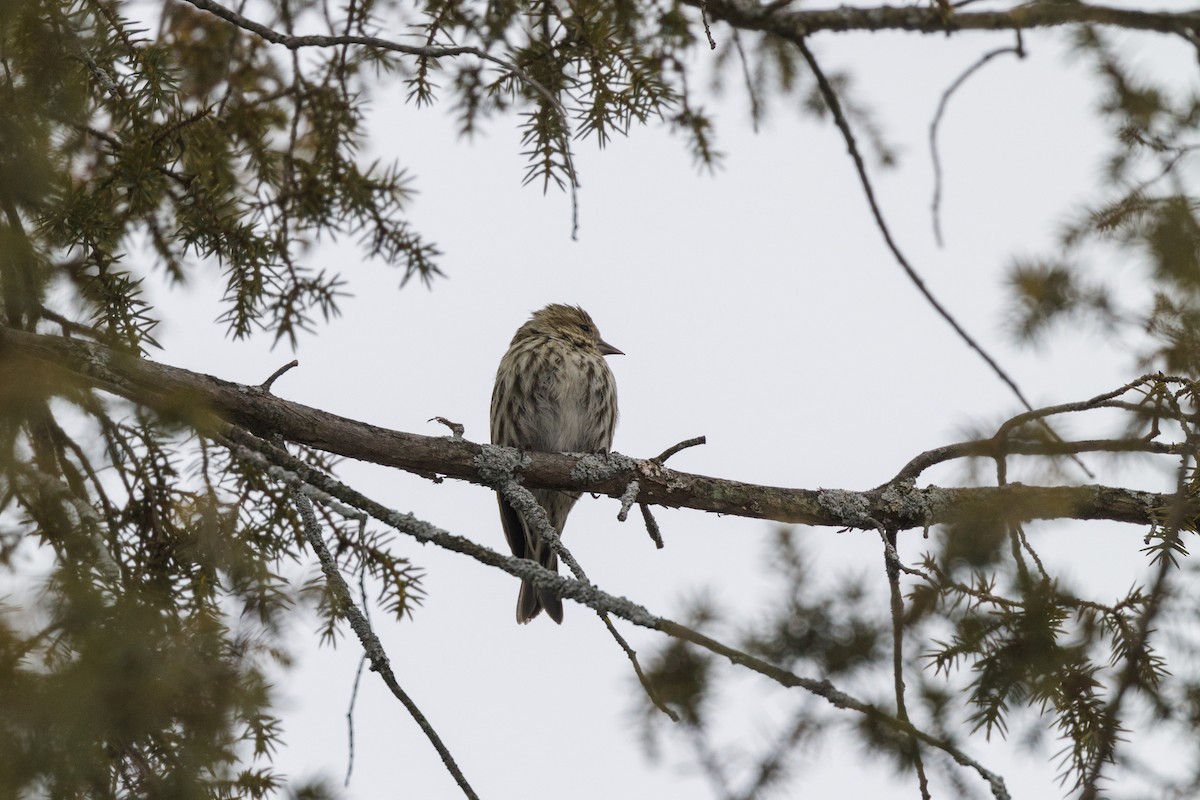 Pine Siskin - Kenny Younger