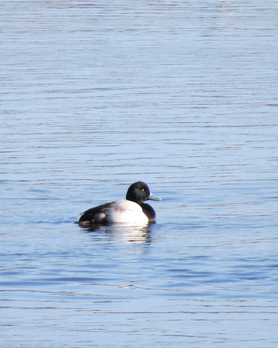 Greater Scaup - Tristan Lowery