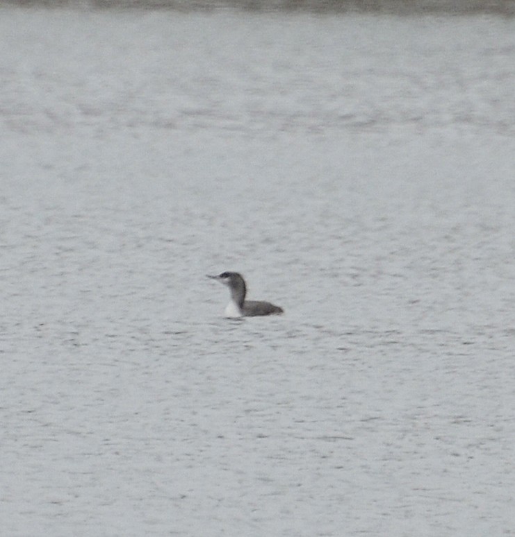 Red-throated Loon - Andrew Mack