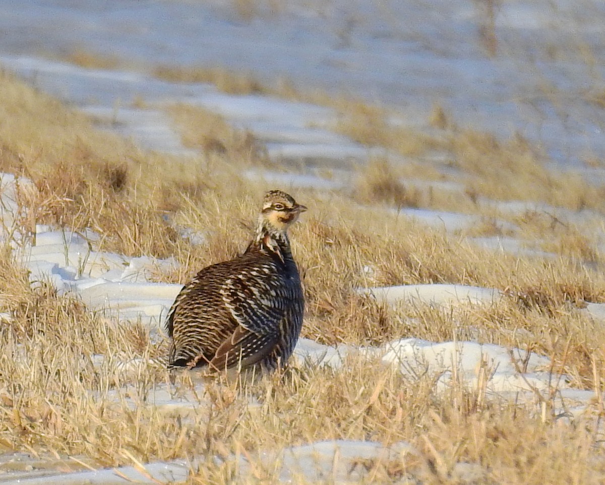 Greater Prairie-Chicken - Sandy Aubol