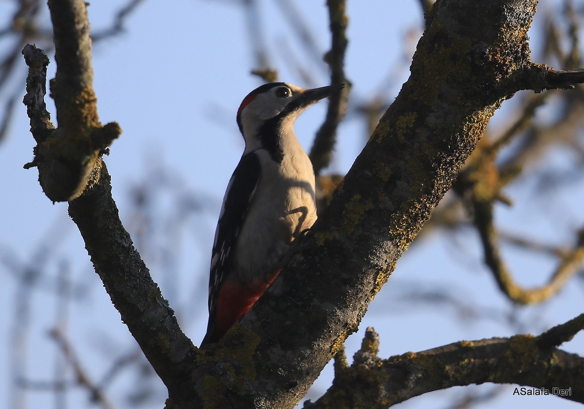 Syrian Woodpecker - Fanis Theofanopoulos (ASalafa Deri)