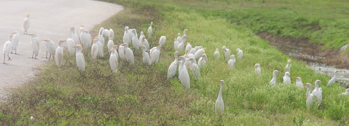 Western Cattle Egret - pamela graber