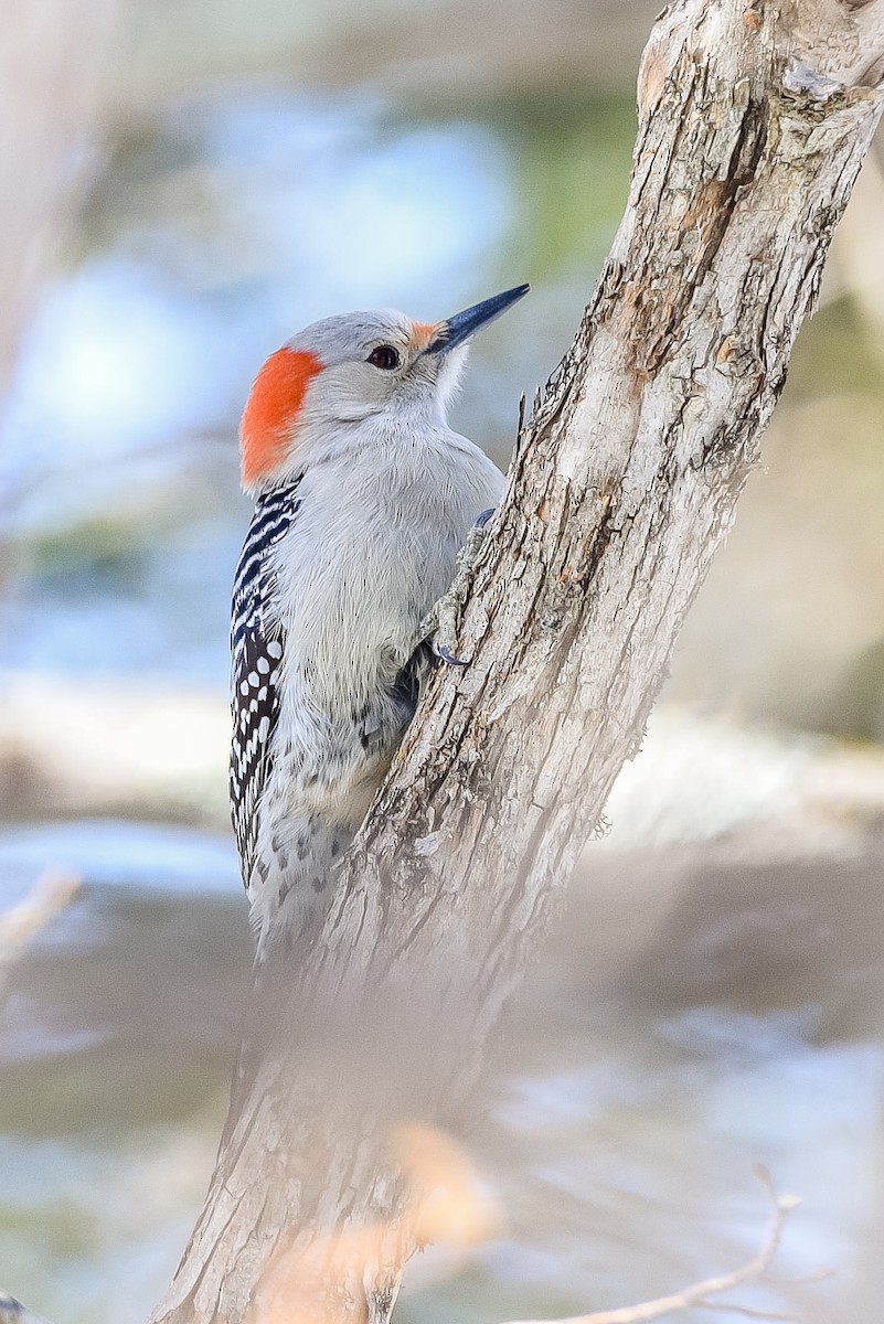 Red-bellied Woodpecker - Donna Keller