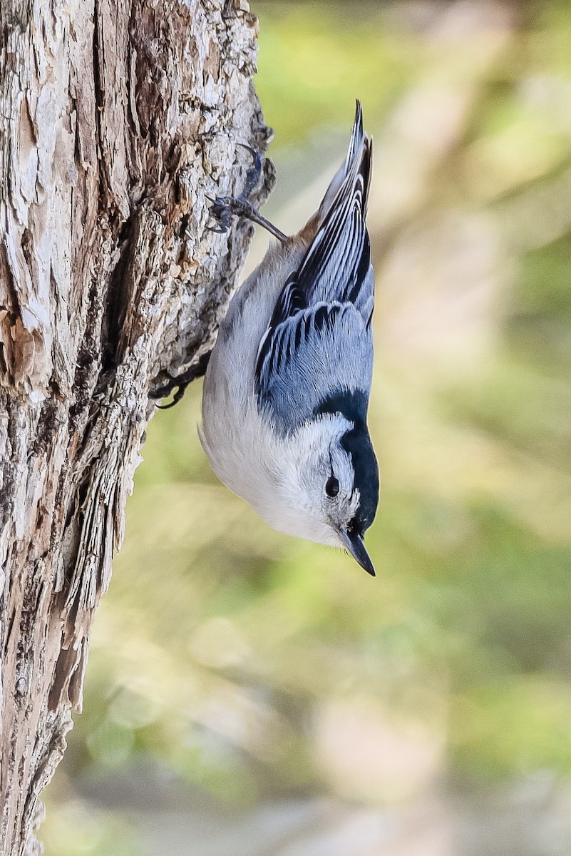 White-breasted Nuthatch - Donna Keller