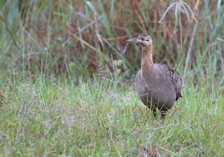 Red-winged Tinamou, ML86298561