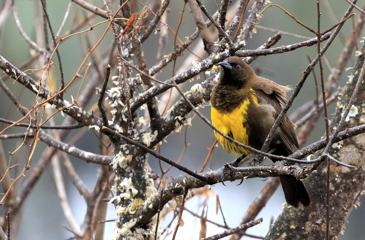 Brown-and-yellow Marshbird - Patrick MONNEY