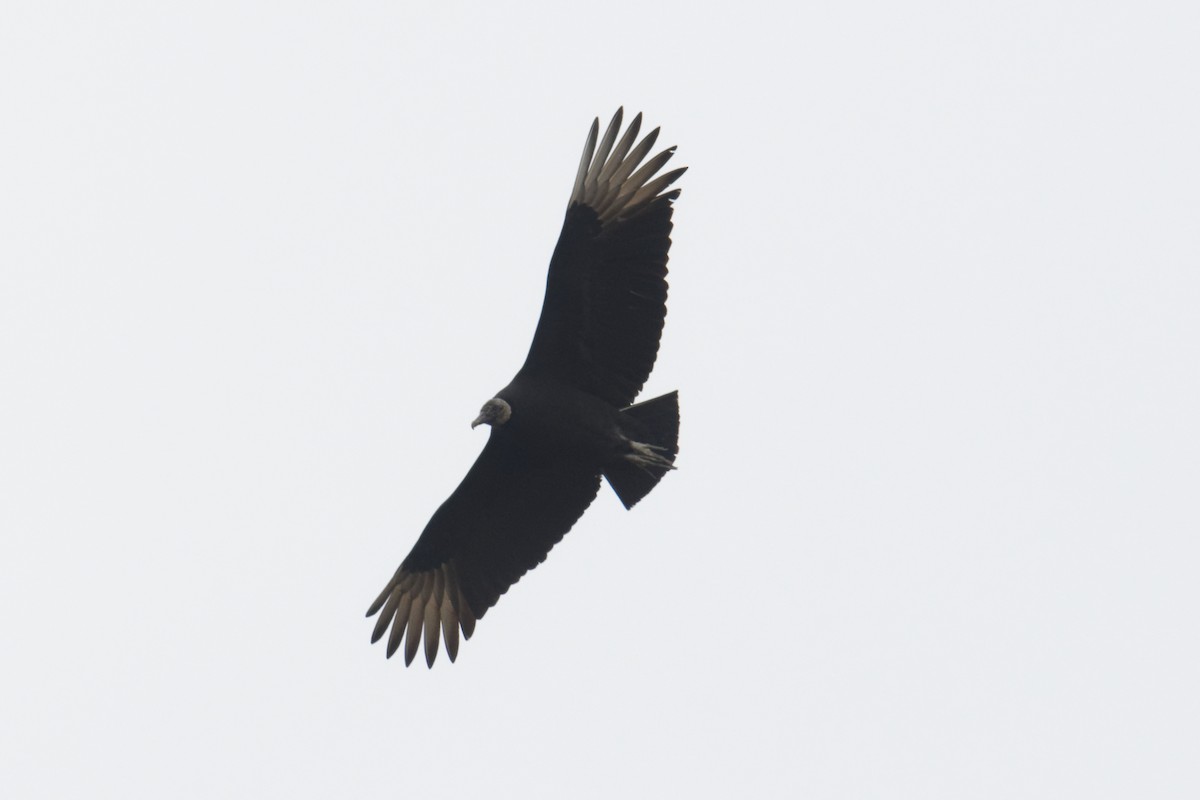 Black Vulture - ML86304441