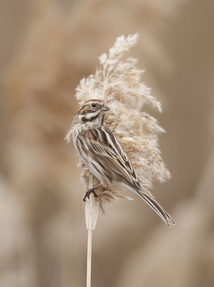 Reed Bunting - Laura Rollán