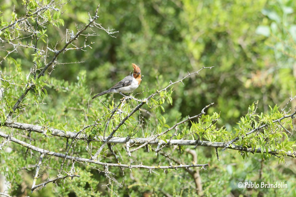 Red-crested Cardinal - ML86306171