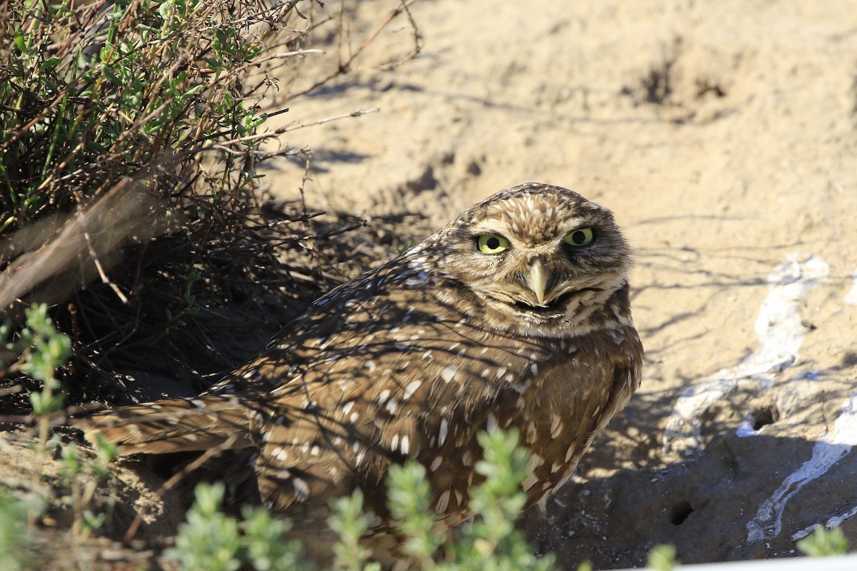 Burrowing Owl - Trish Gussler